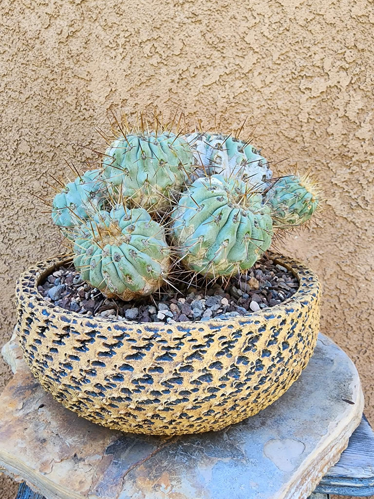 Copiapoa cinerea subs. haseltoniana - Very Rare - Collector Specimen