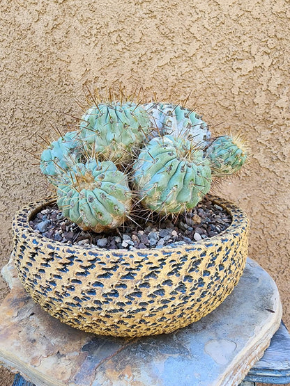 Copiapoa cinerea subs. haseltoniana - Very Rare - Collector Specimen