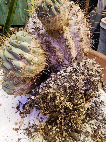 Copiapoa cinerea subs. haseltoniana - Very Rare - Collector Specimen