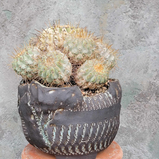 Copiapoa cinerea subs. haseltoniana