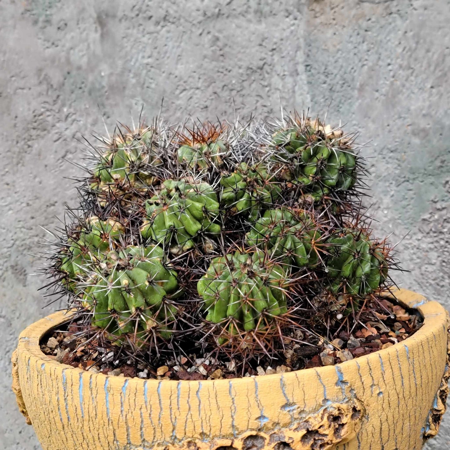 Copiapoa grandiflora - Massive Specimen - Over 50 years old