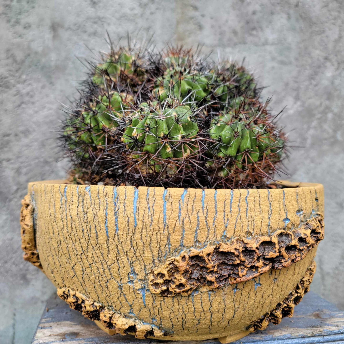 Copiapoa grandiflora - Massive Specimen - Over 50 years old