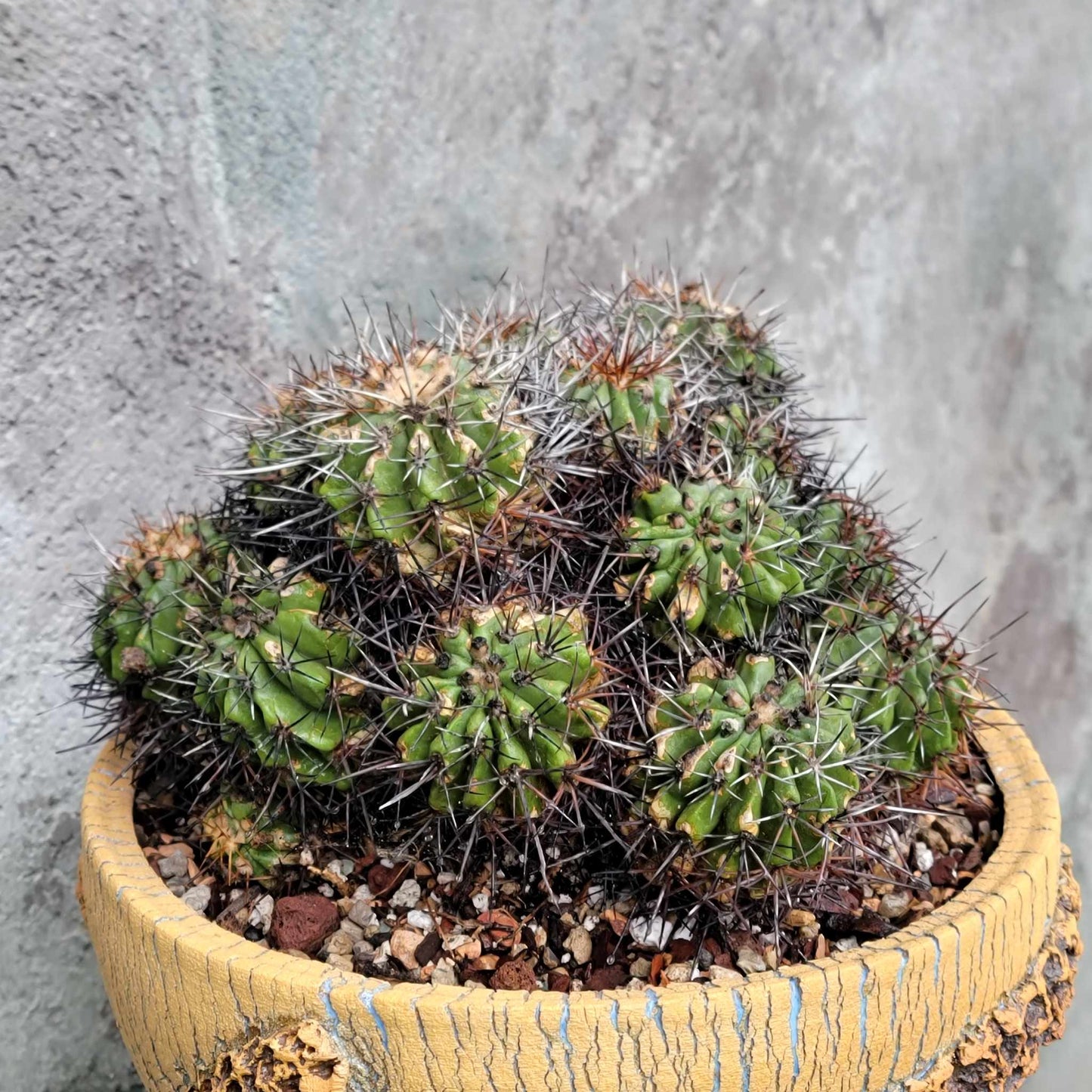 Copiapoa grandiflora - Massive Specimen - Over 50 years old