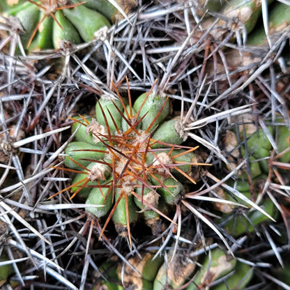 Copiapoa grandiflora - Massive Specimen - Over 50 years old