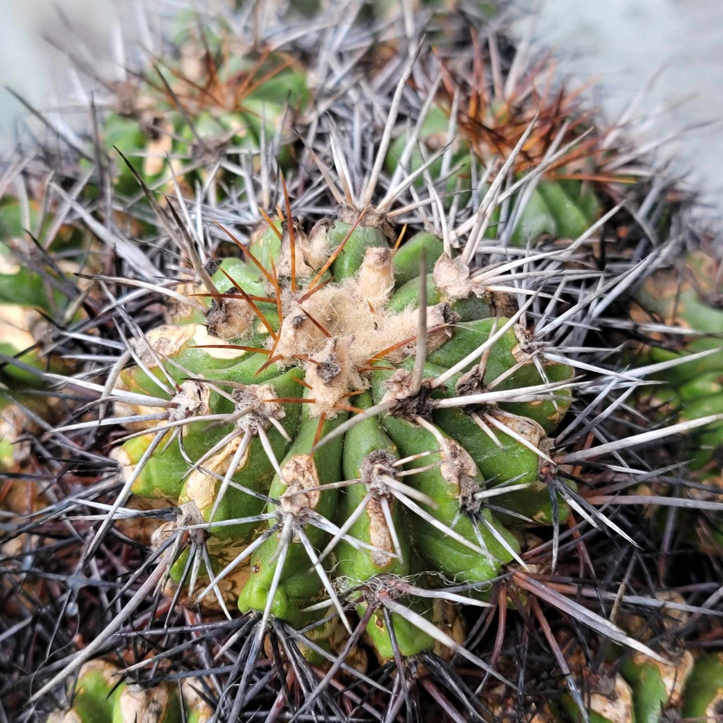 Copiapoa grandiflora - Massive Specimen - Over 50 years old