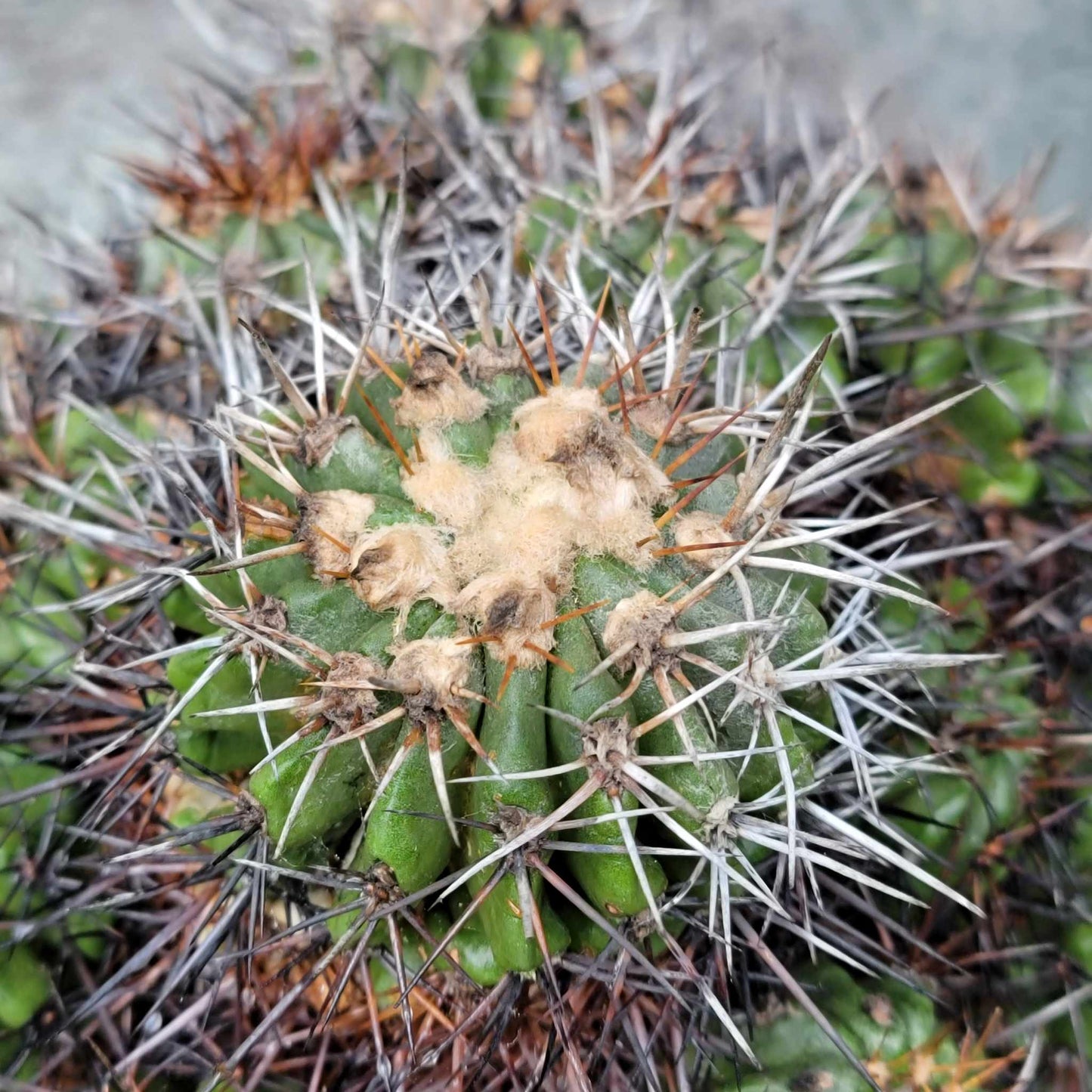 Copiapoa grandiflora - Massive Specimen - Over 50 years old