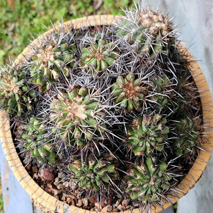 Copiapoa grandiflora - Massive Specimen - Over 50 years old