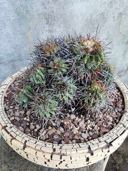 Copiapoa grandiflora - Massive Specimen - Over 50 years old