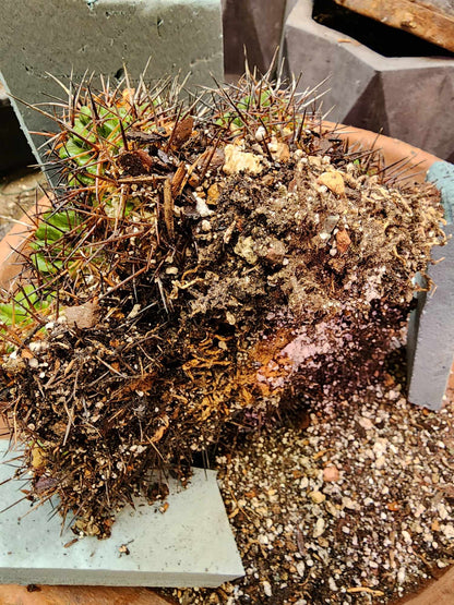 Copiapoa grandiflora - Massive Specimen - Over 50 years old
