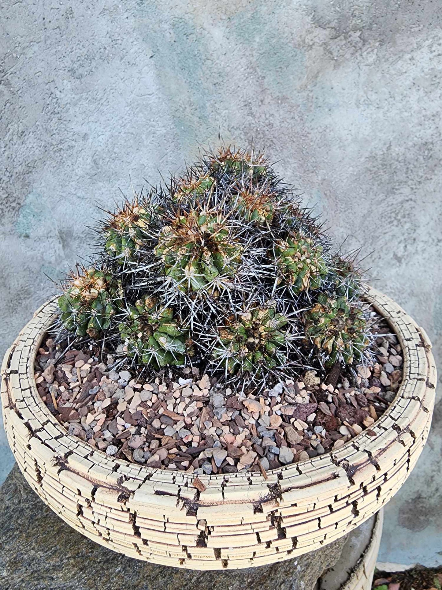 Copiapoa grandiflora - Massive Specimen - Over 50 years old