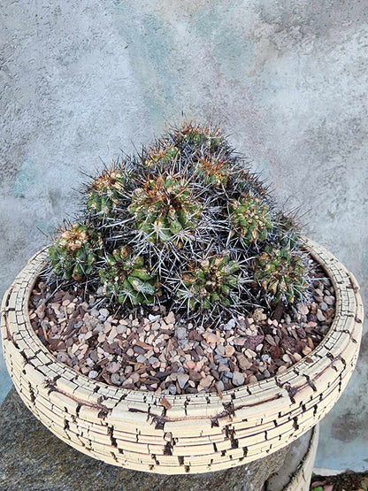Copiapoa grandiflora - Massive Specimen - Over 50 years old