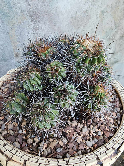 Copiapoa grandiflora - Massive Specimen - Over 50 years old