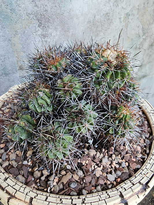 Copiapoa grandiflora - Massive Specimen - Over 50 years old