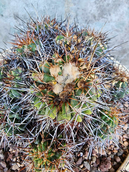 Copiapoa grandiflora - Massive Specimen - Over 50 years old