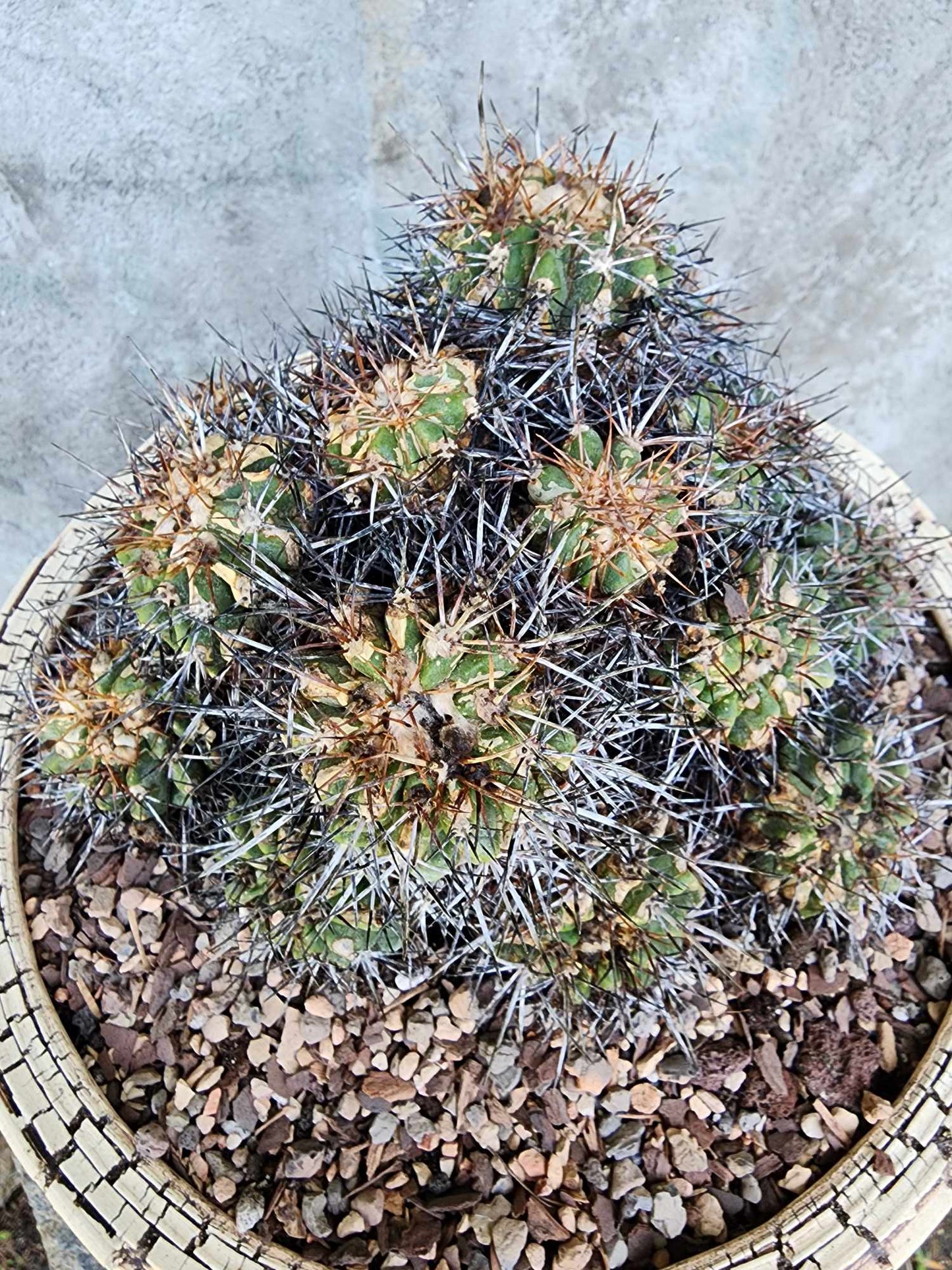 Copiapoa grandiflora - Massive Specimen - Over 50 years old