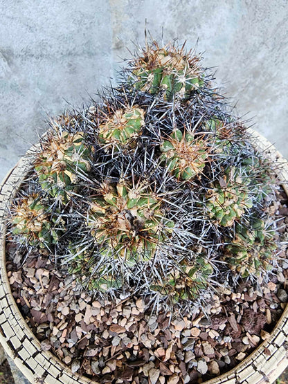 Copiapoa grandiflora - Massive Specimen - Over 50 years old