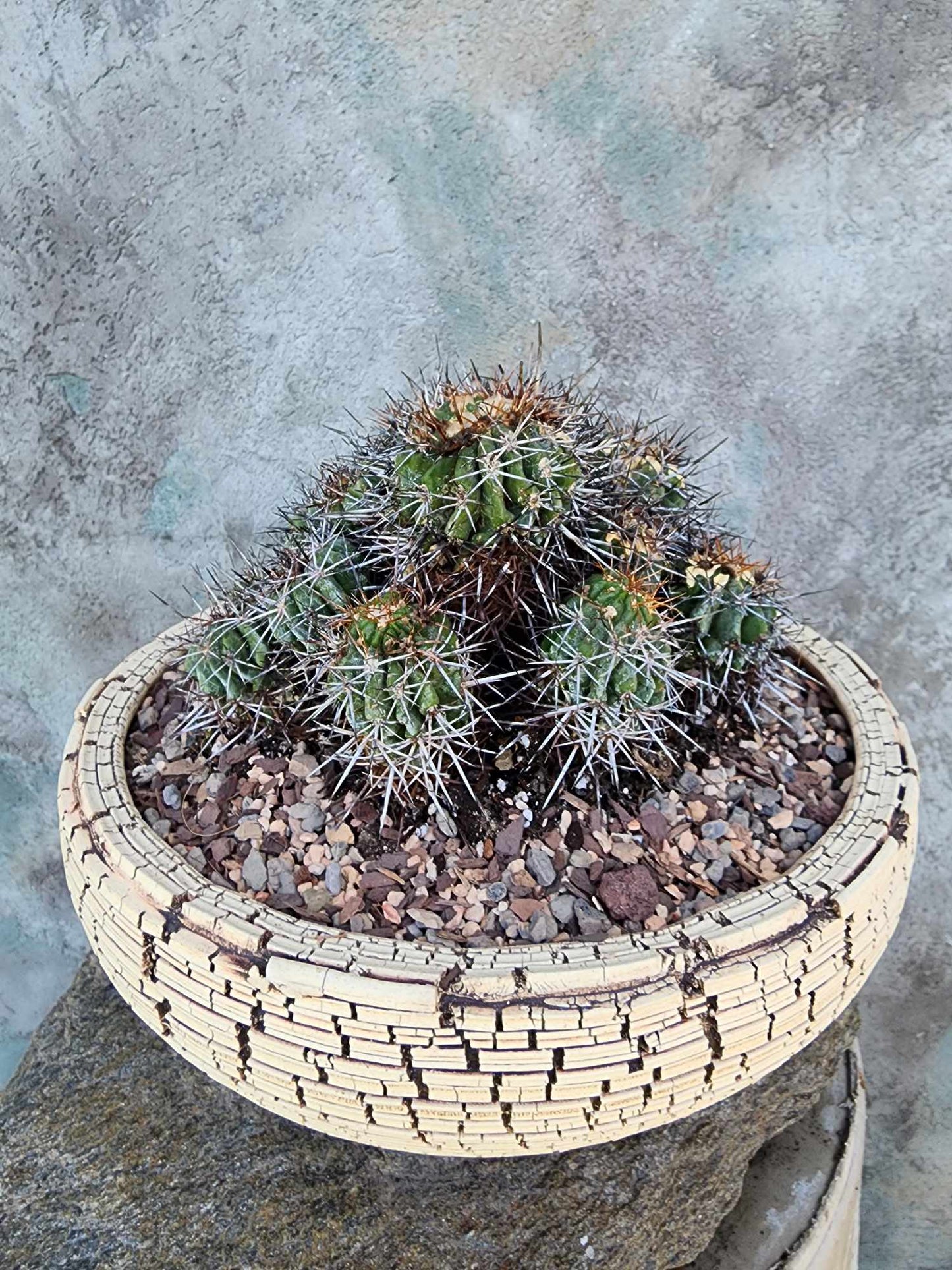 Copiapoa grandiflora - Massive Specimen - Over 50 years old