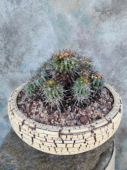 Copiapoa grandiflora - Massive Specimen - Over 50 years old