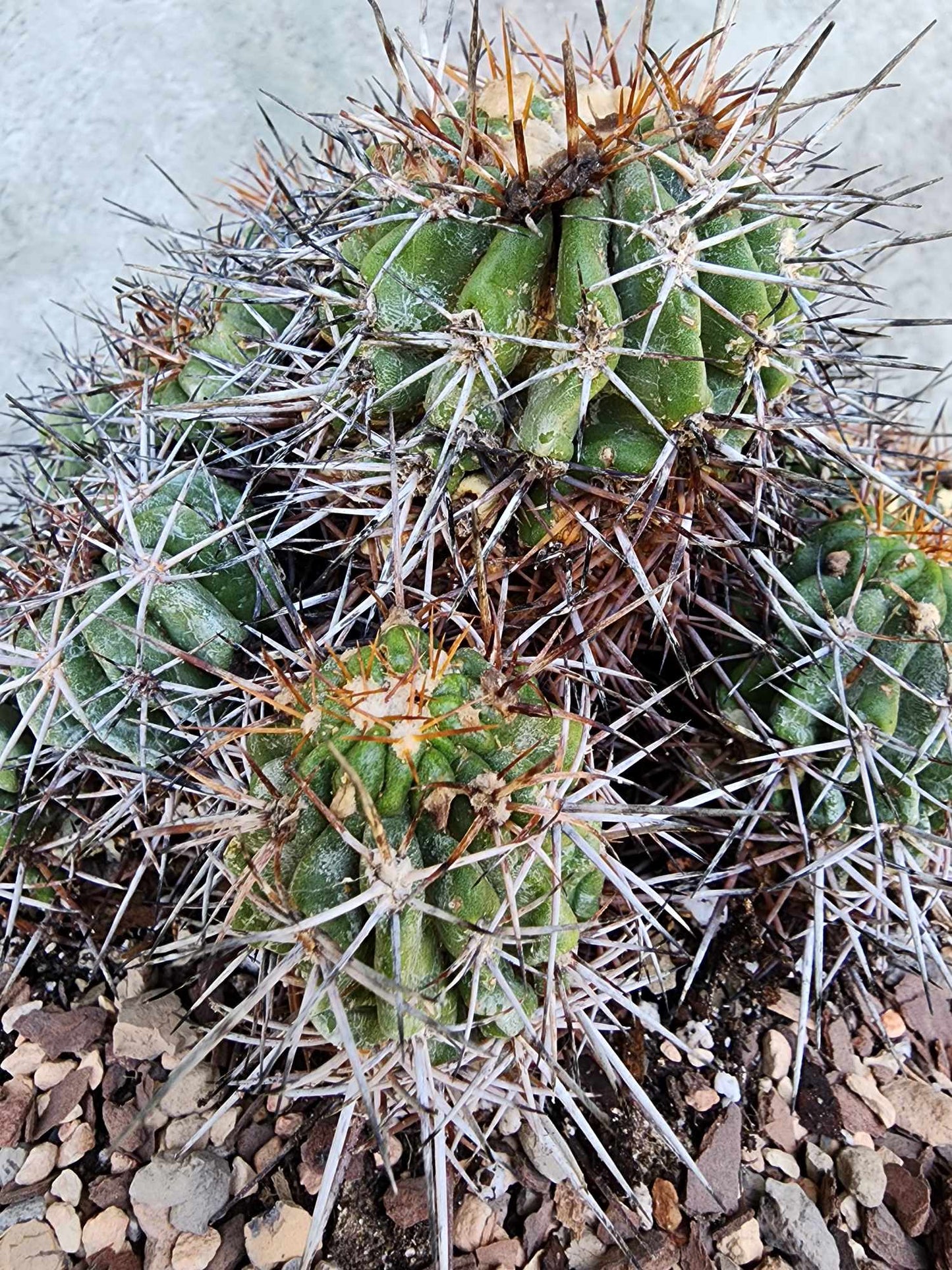 Copiapoa grandiflora - Massive Specimen - Over 50 years old
