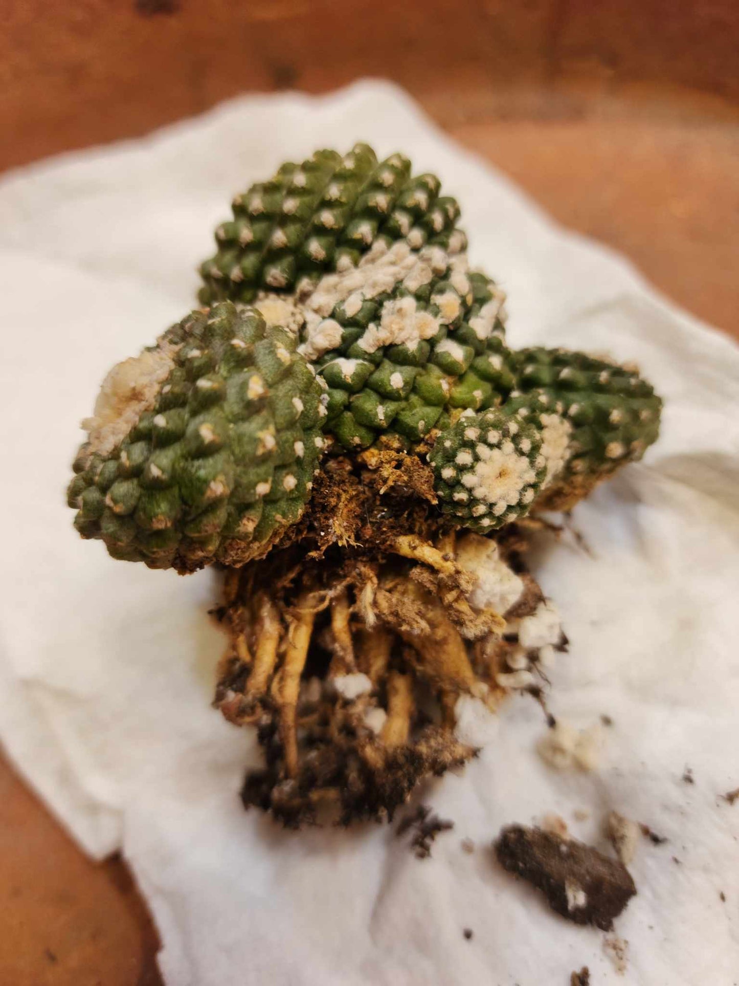 Copiapoa tenuissima f. monstrosa - Starry Night