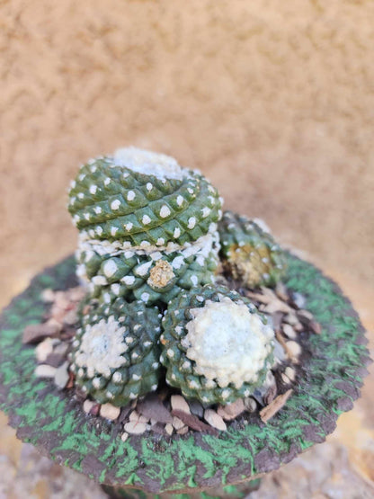 Copiapoa tenuissima f. monstrosa - Starry Night