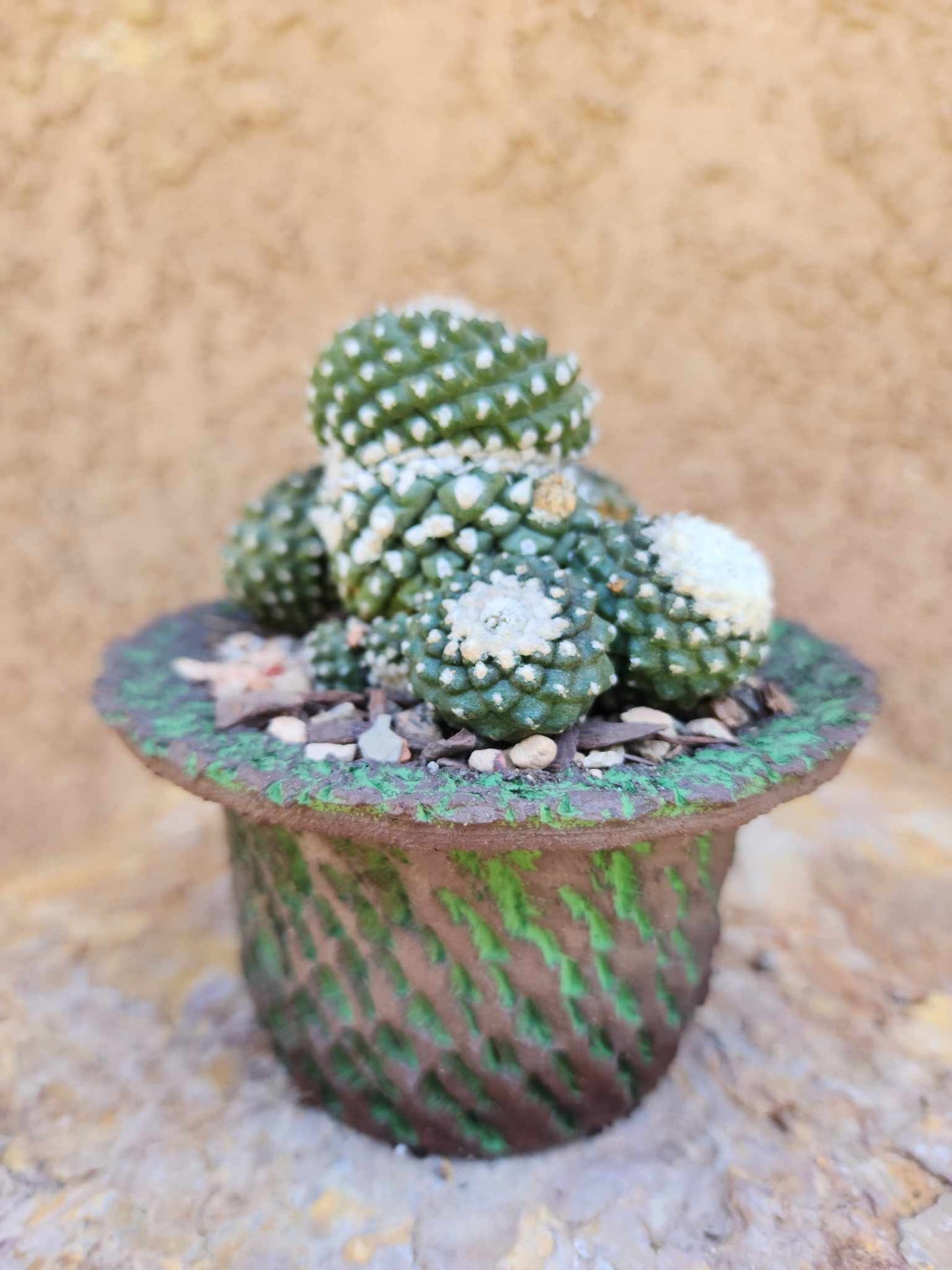 Copiapoa tenuissima f. monstrosa - Starry Night