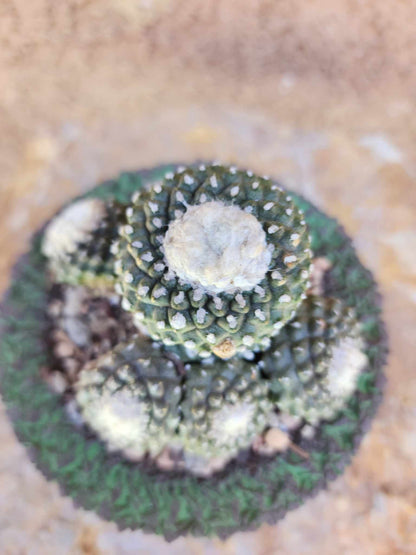Copiapoa tenuissima f. monstrosa - Starry Night