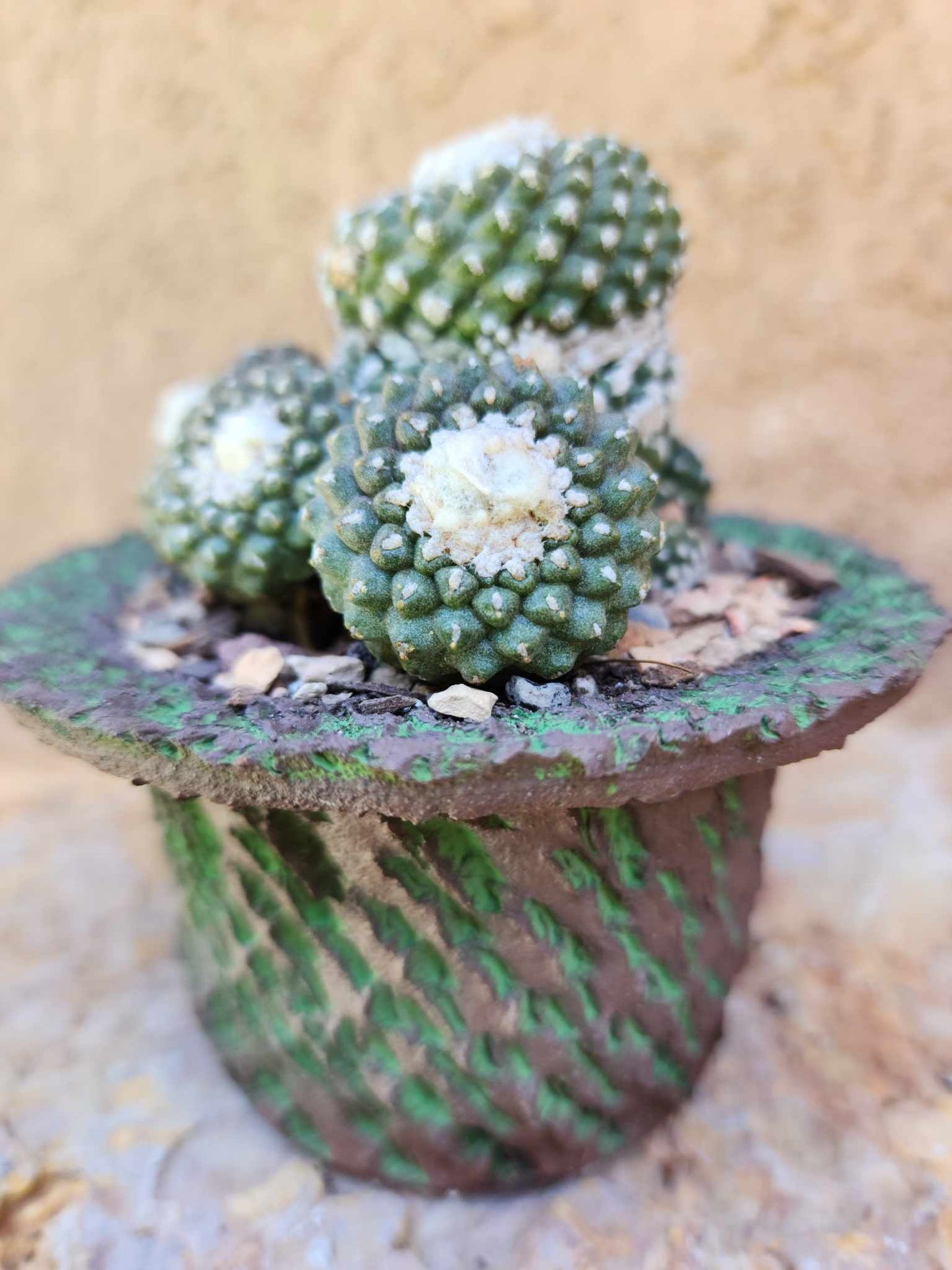Copiapoa tenuissima f. monstrosa - Starry Night