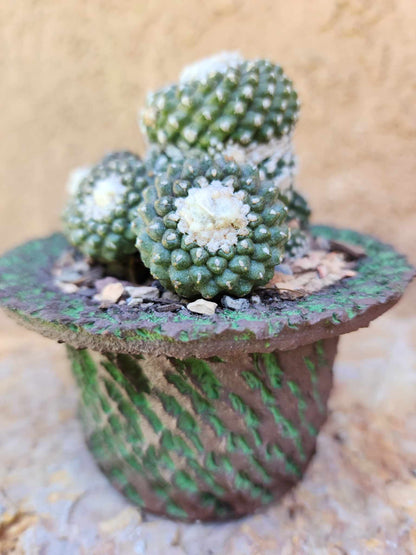 Copiapoa tenuissima f. monstrosa - Starry Night