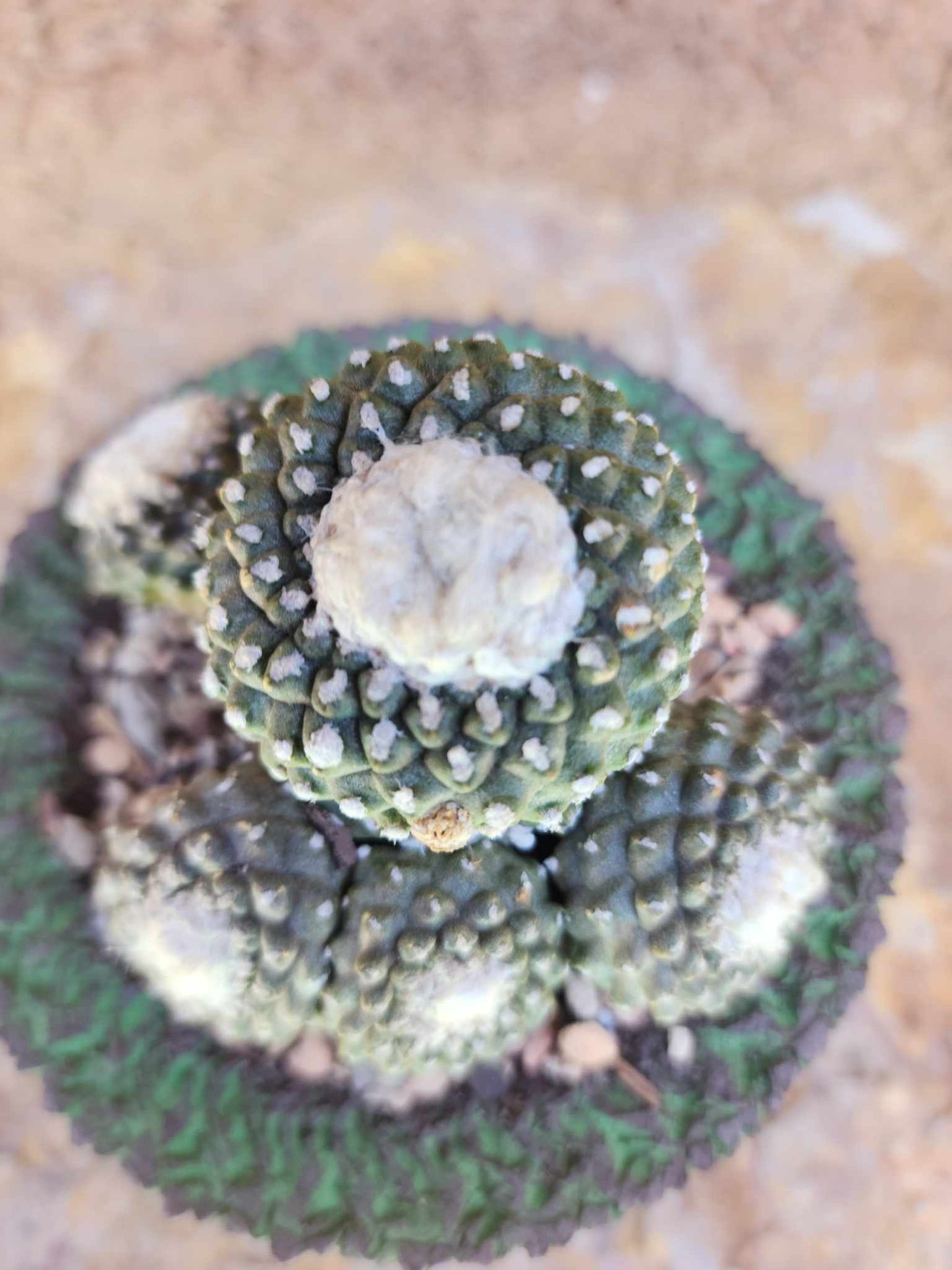 Copiapoa tenuissima f. monstrosa - Starry Night