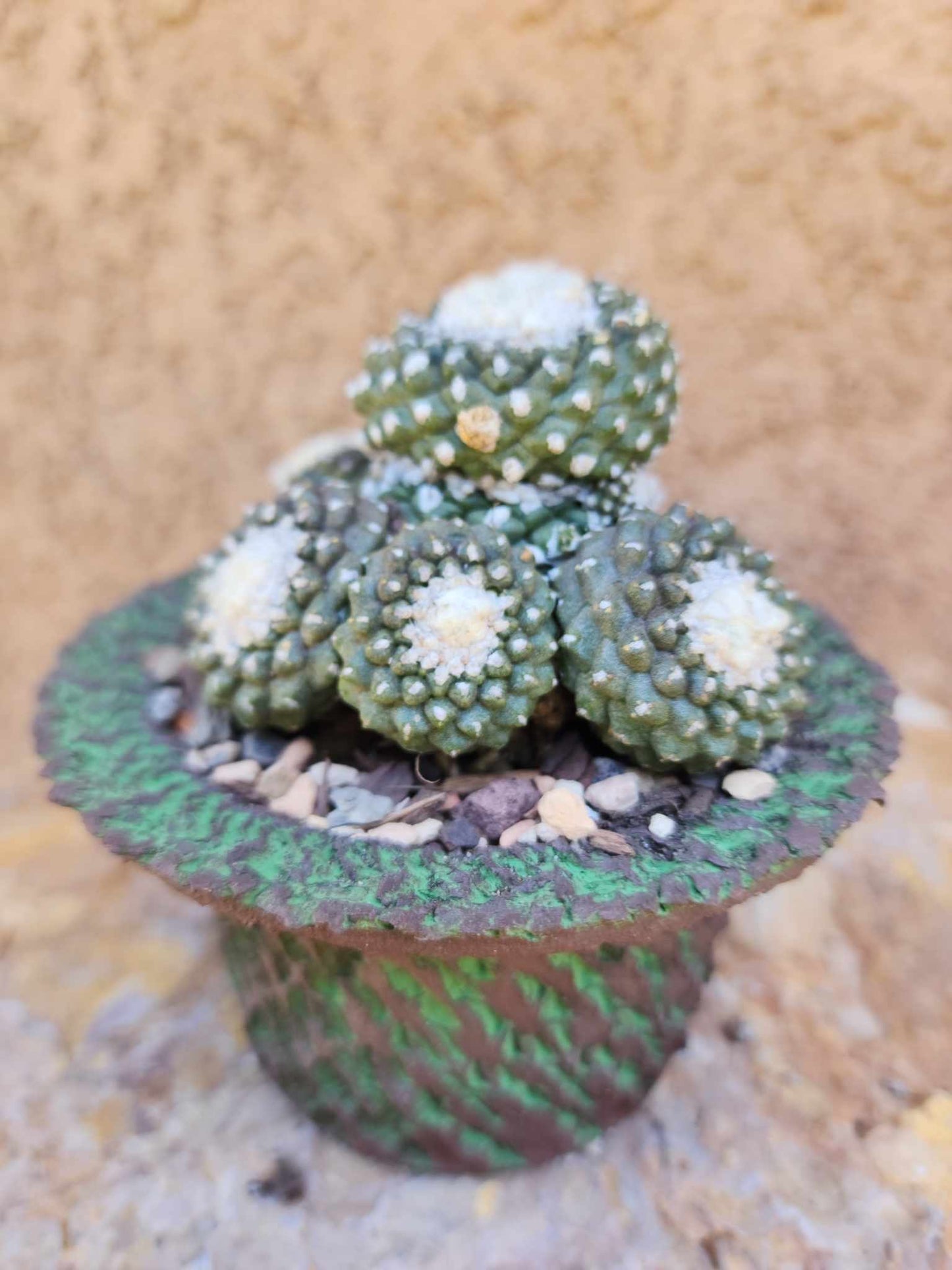 Copiapoa tenuissima f. monstrosa - Starry Night