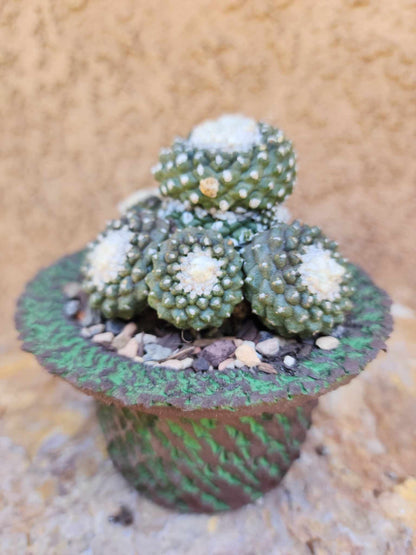 Copiapoa tenuissima f. monstrosa - Starry Night
