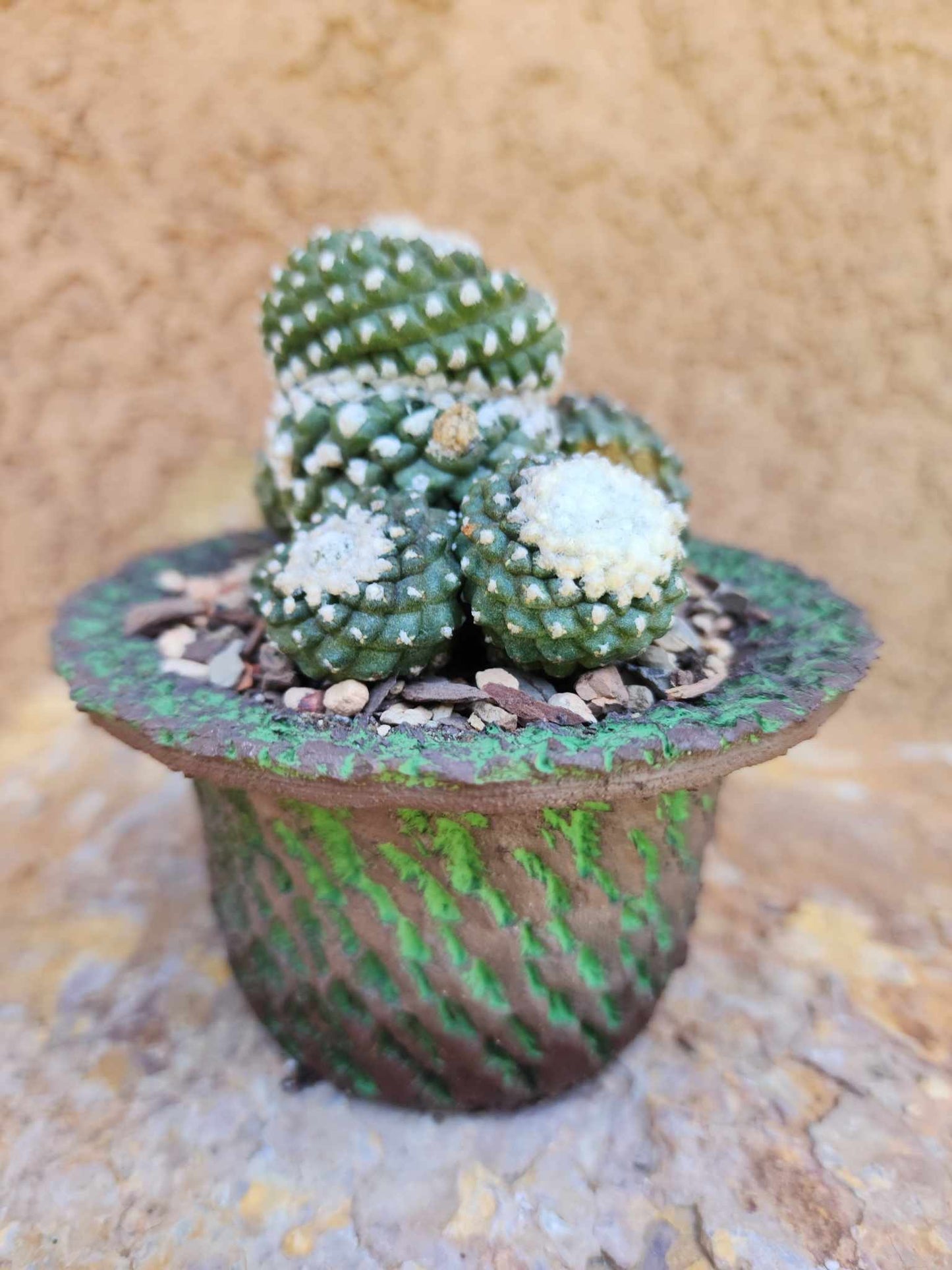 Copiapoa tenuissima f. monstrosa - Starry Night