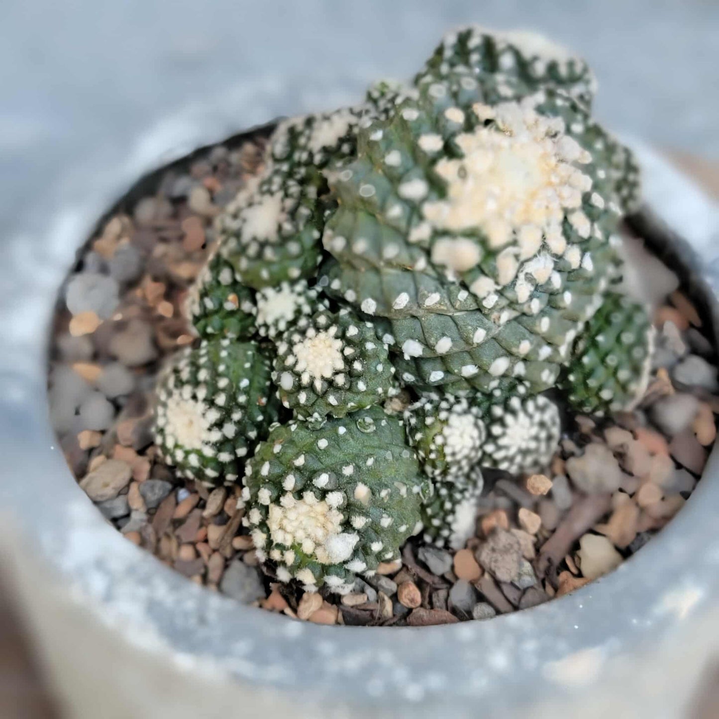 Copiapoa tenuissima f. monstrosa - Starry Night