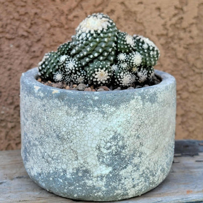 Copiapoa tenuissima f. monstrosa - Starry Night