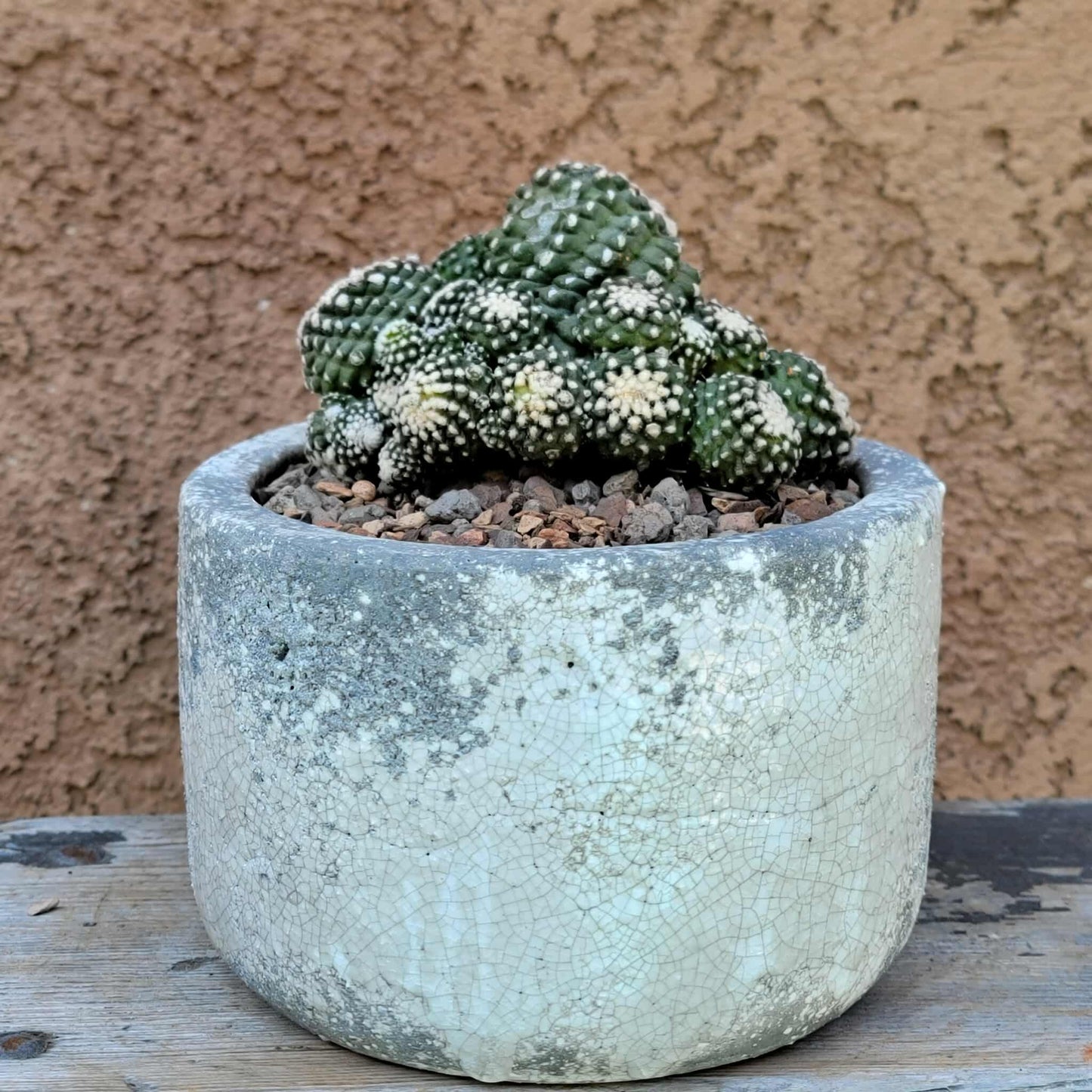 Copiapoa tenuissima f. monstrosa - Starry Night