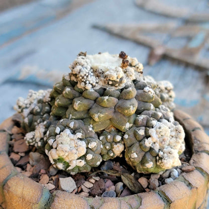 Copiapoa tenuissima f. monstrosa - Starry Night