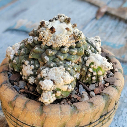 Copiapoa tenuissima f. monstrosa - Starry Night