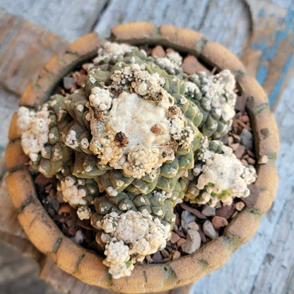 Copiapoa tenuissima f. monstrosa - Starry Night