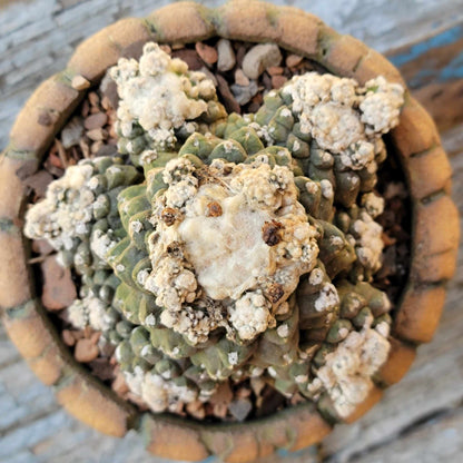 Copiapoa tenuissima f. monstrosa - Starry Night