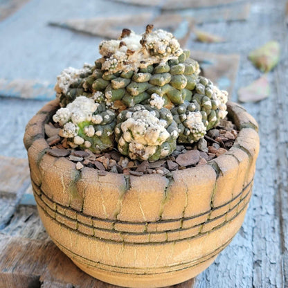 Copiapoa tenuissima f. monstrosa - Starry Night