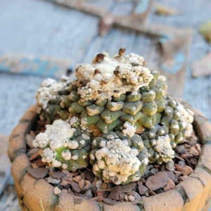 Copiapoa tenuissima f. monstrosa - Starry Night