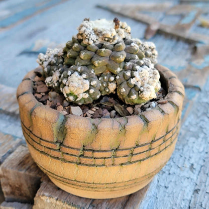 Copiapoa tenuissima f. monstrosa - Starry Night