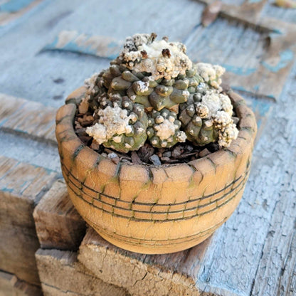 Copiapoa tenuissima f. monstrosa - Starry Night