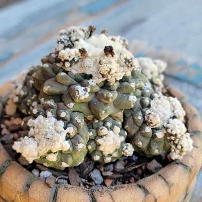 Copiapoa tenuissima f. monstrosa - Starry Night