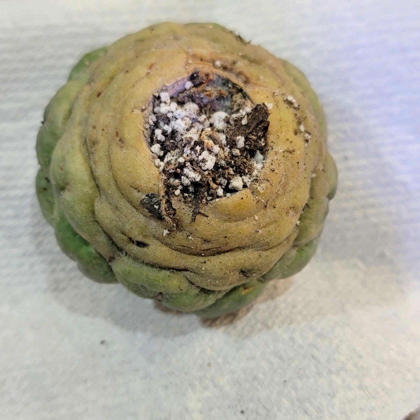Coryphantha elephantidens cv inermis