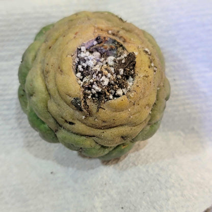 Coryphantha elephantidens cv inermis