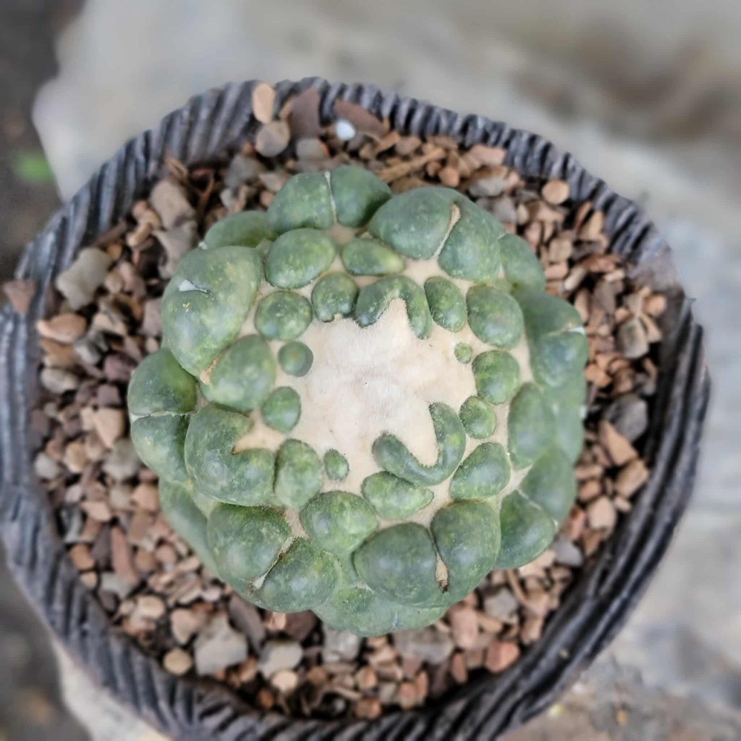 Coryphantha elephantidens cv inermis