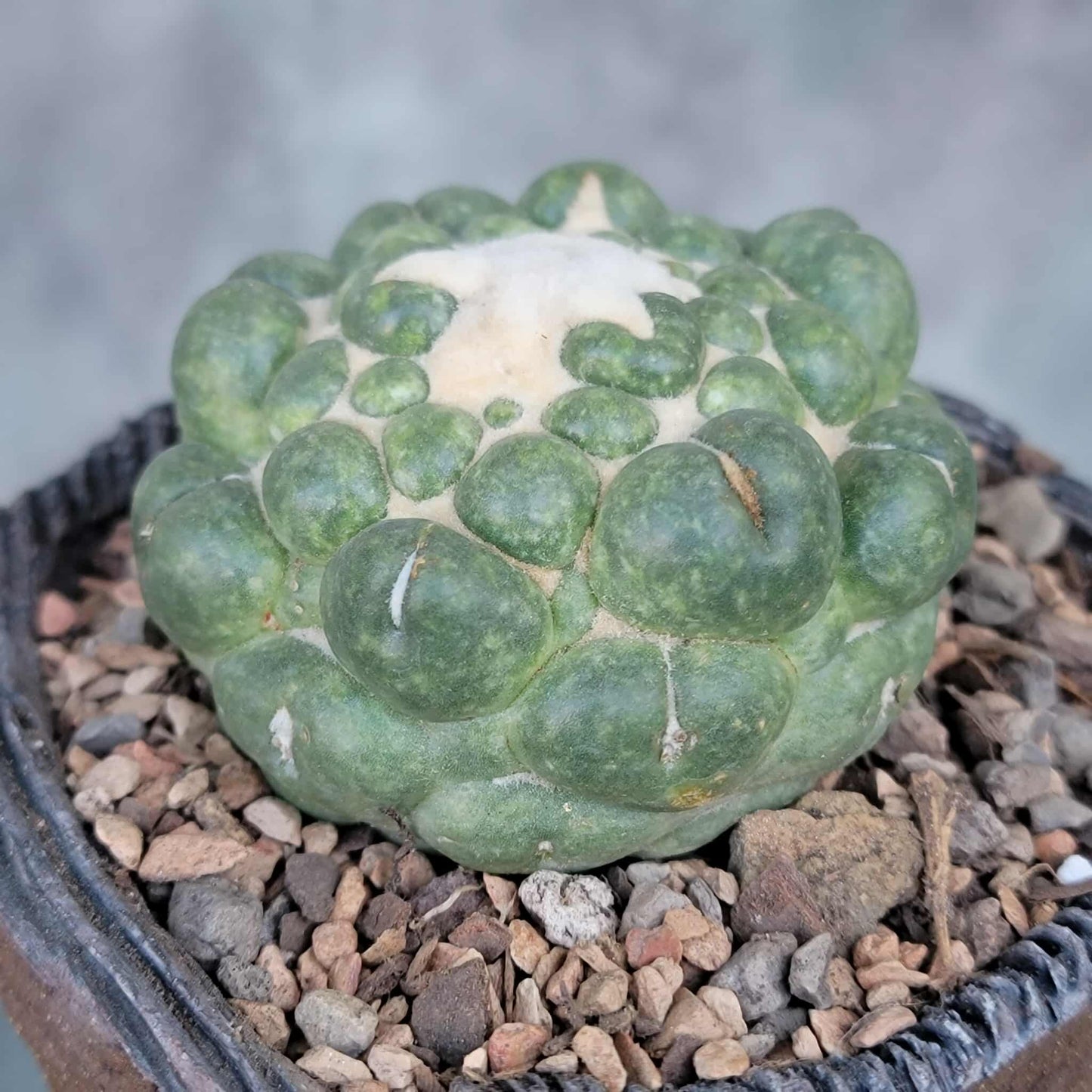 Coryphantha elephantidens cv inermis