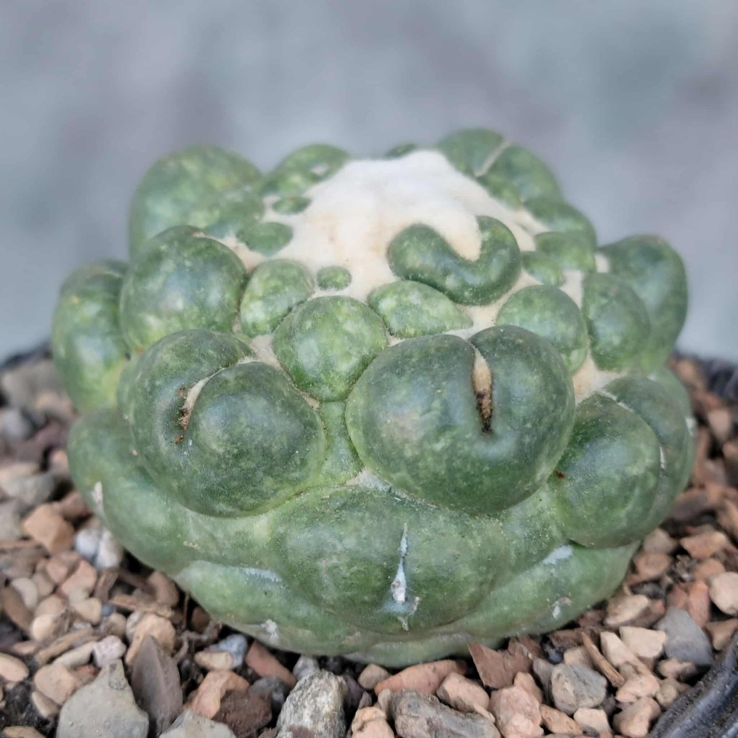 Coryphantha elephantidens cv inermis